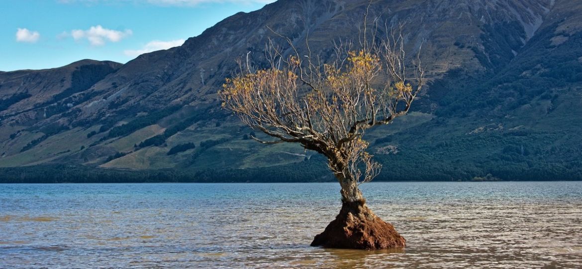 Image of a tree growing in water