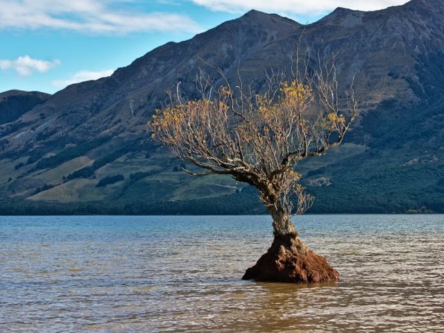 Image of a tree growing in water