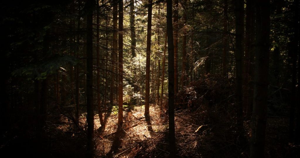 Image of a densely wooded forest