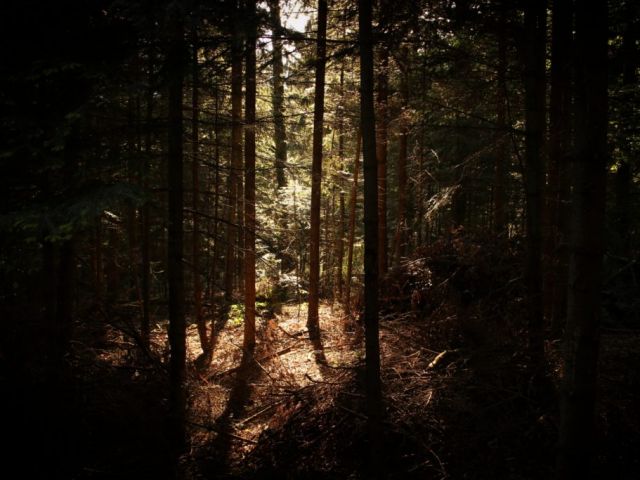 Image of a densely wooded forest